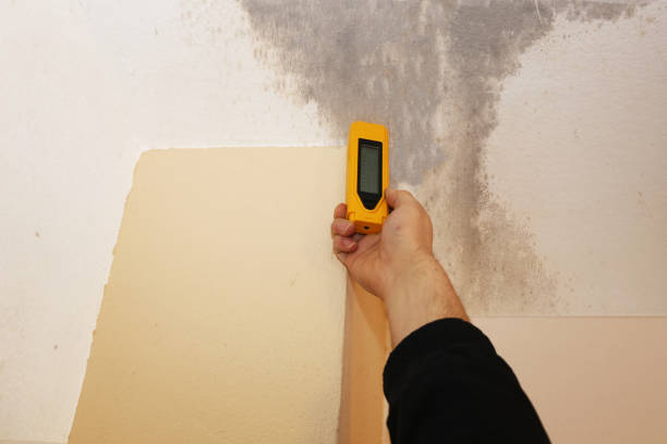 Best Forensic Mold Investigation  in Azusa, CA