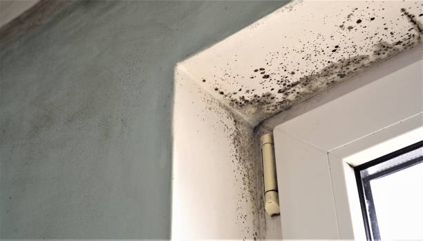 Best Mold Remediation for Healthcare Facilities  in Azusa, CA