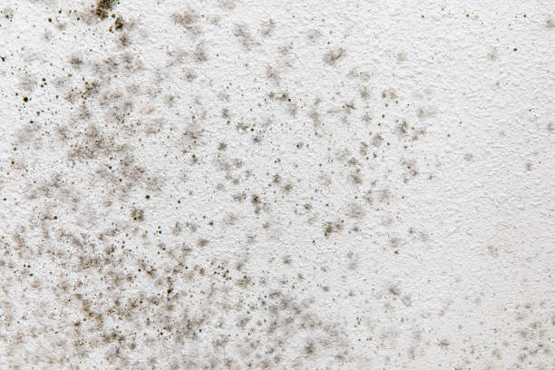 Best Basement Mold Removal  in Azusa, CA
